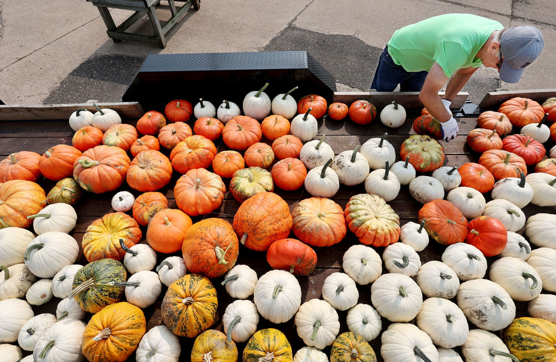 Purveyor of pumpkins